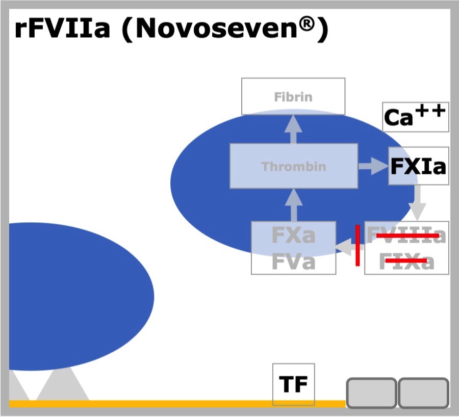 rFVIIa