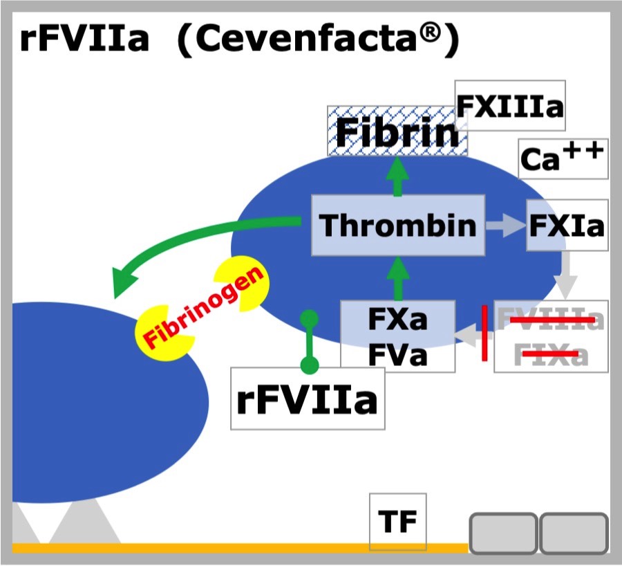 rFVIIa