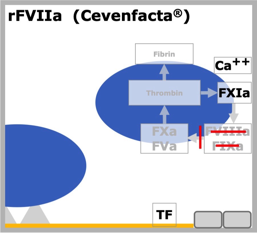 rFVIIa