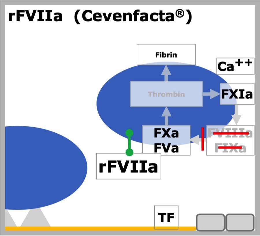 rFVIIa