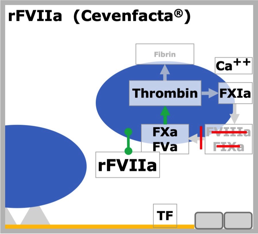 rFVIIa