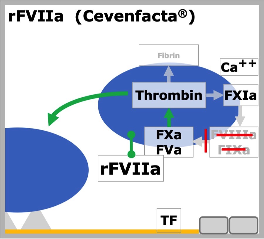 rFVIIa