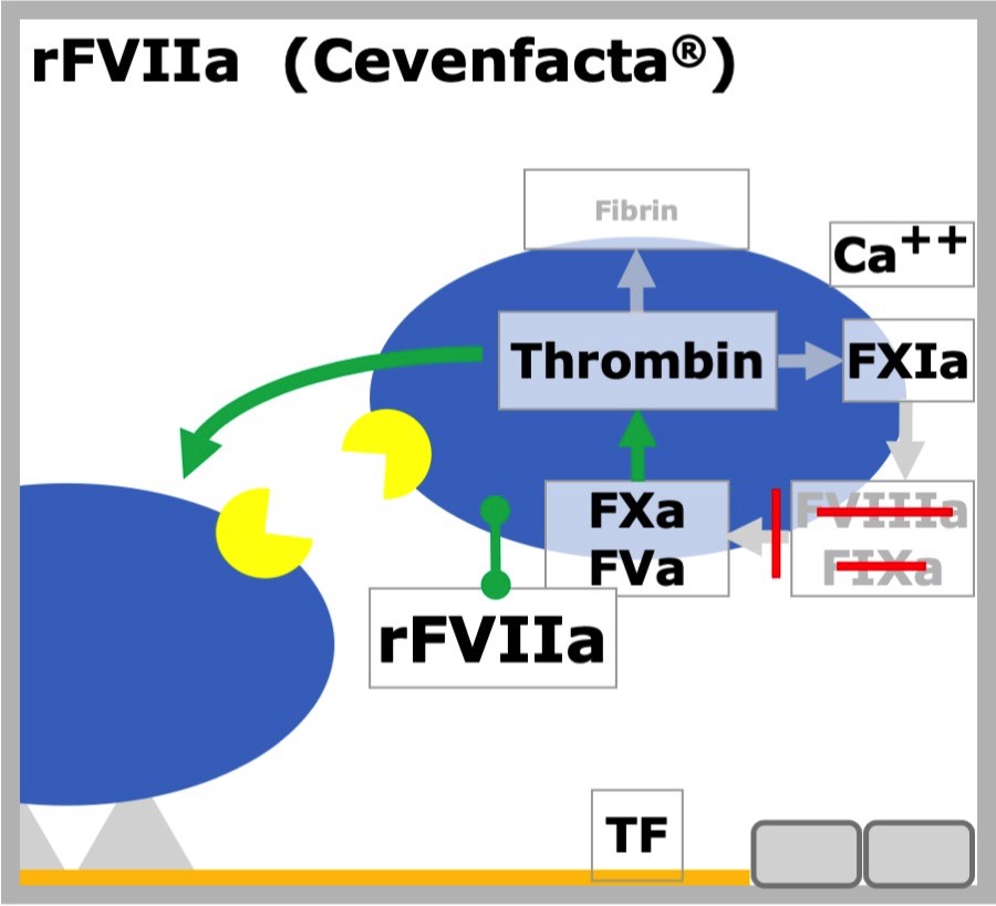 rFVIIa