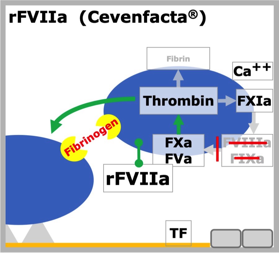 rFVIIa