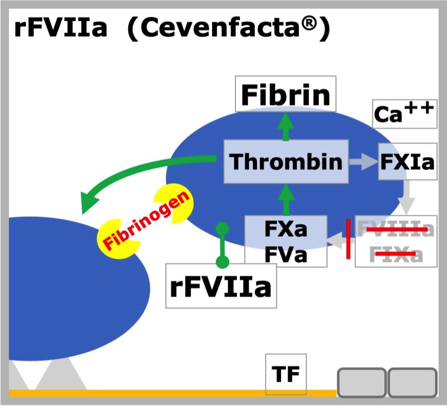 rFVIIa