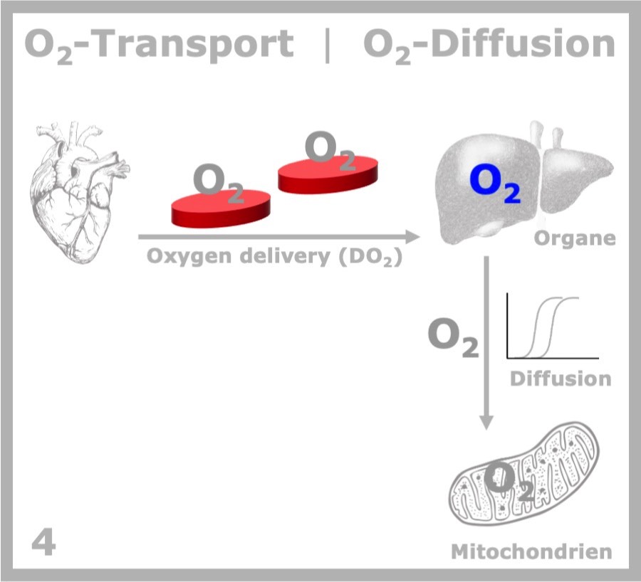 DO2 & O2-Diffusion