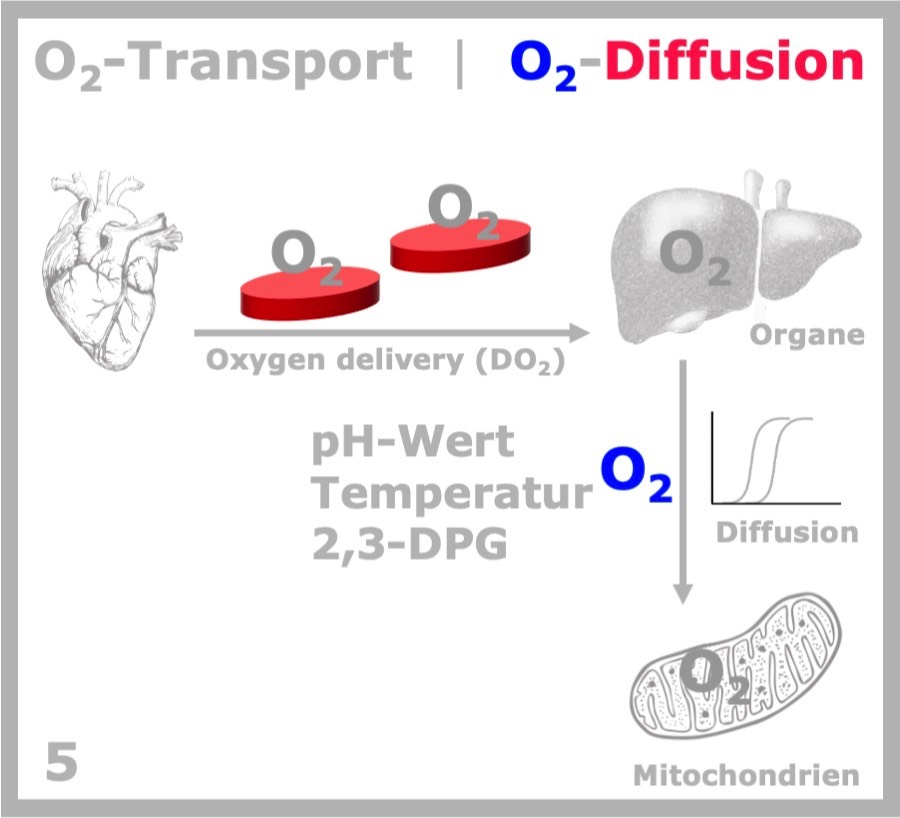 DO2 & O2-Diffusion