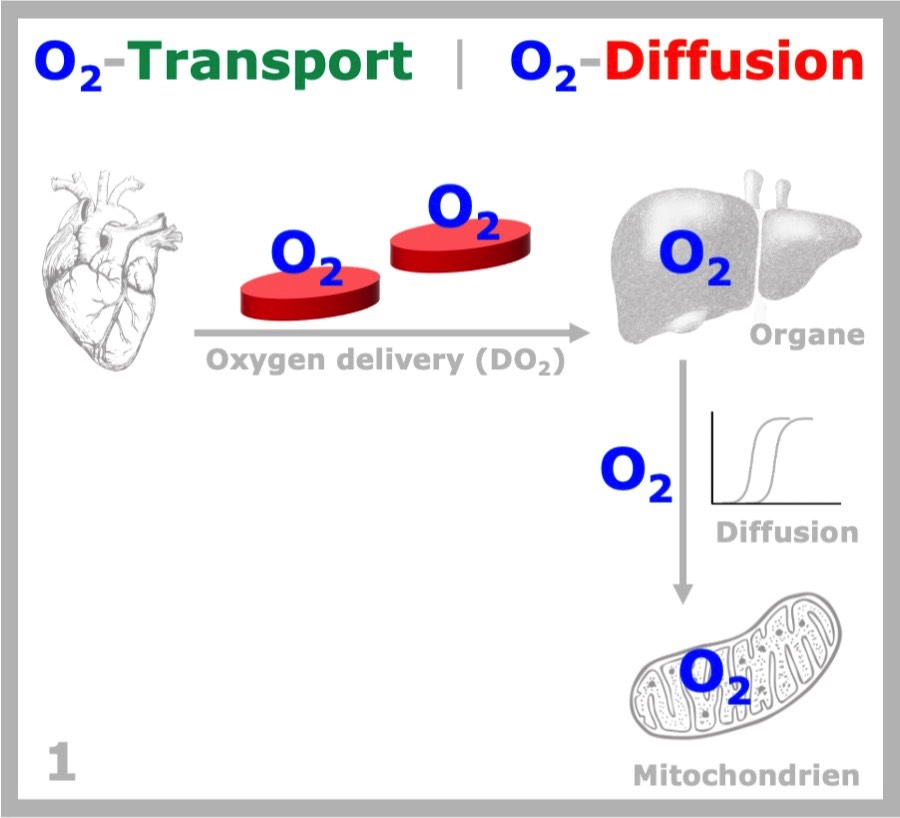 DO2 & O2-Diffusion