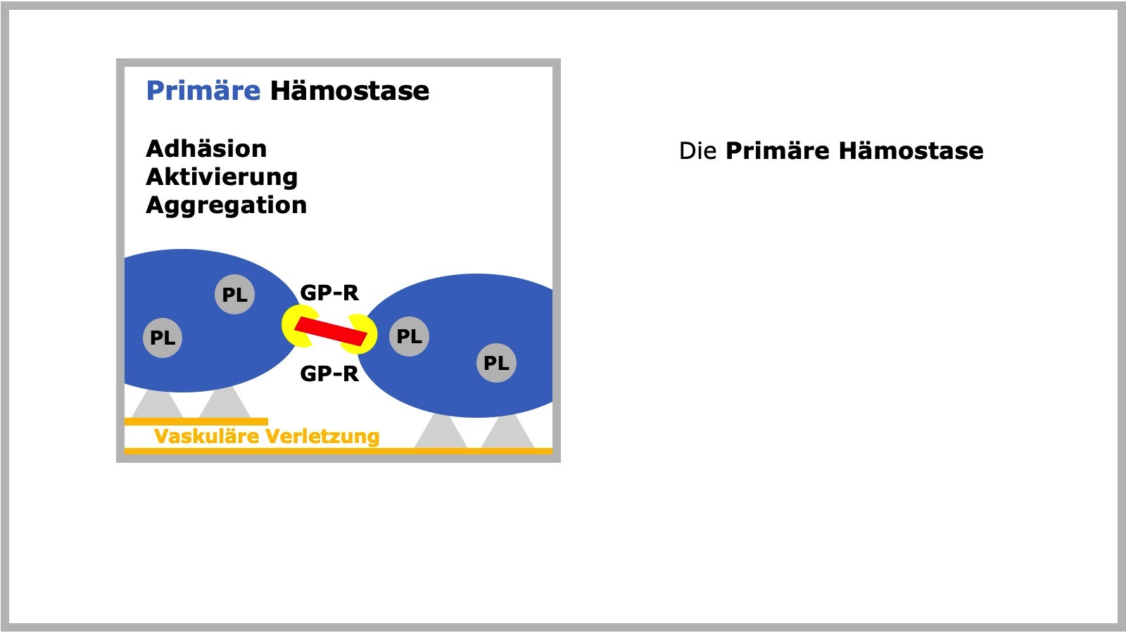 Primäre Hämostase