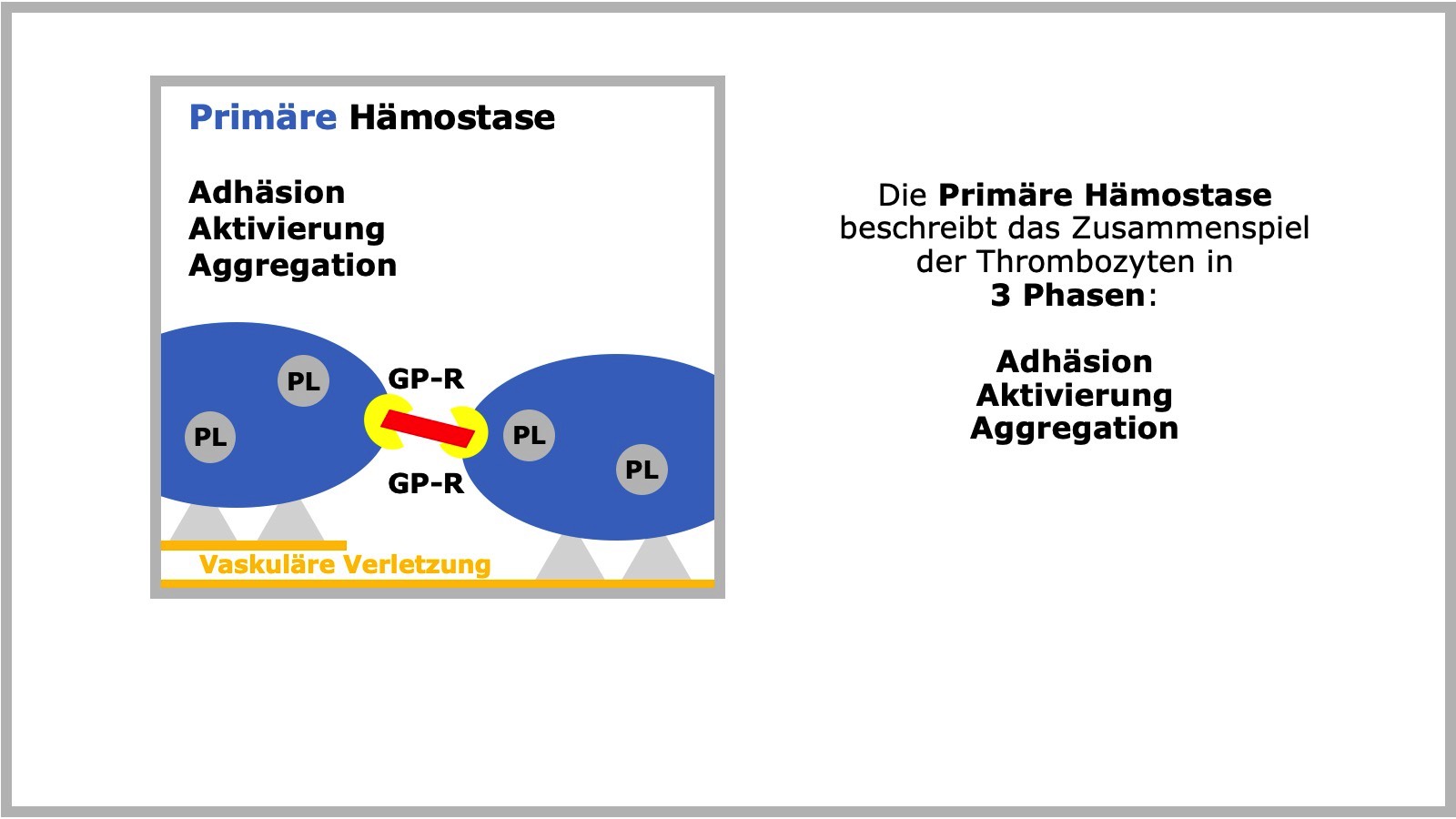Primäre Hämostase