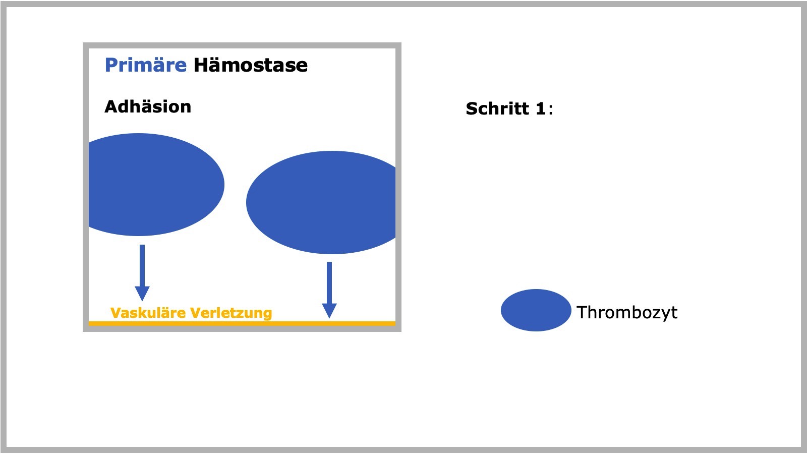 Primäre Hämostase