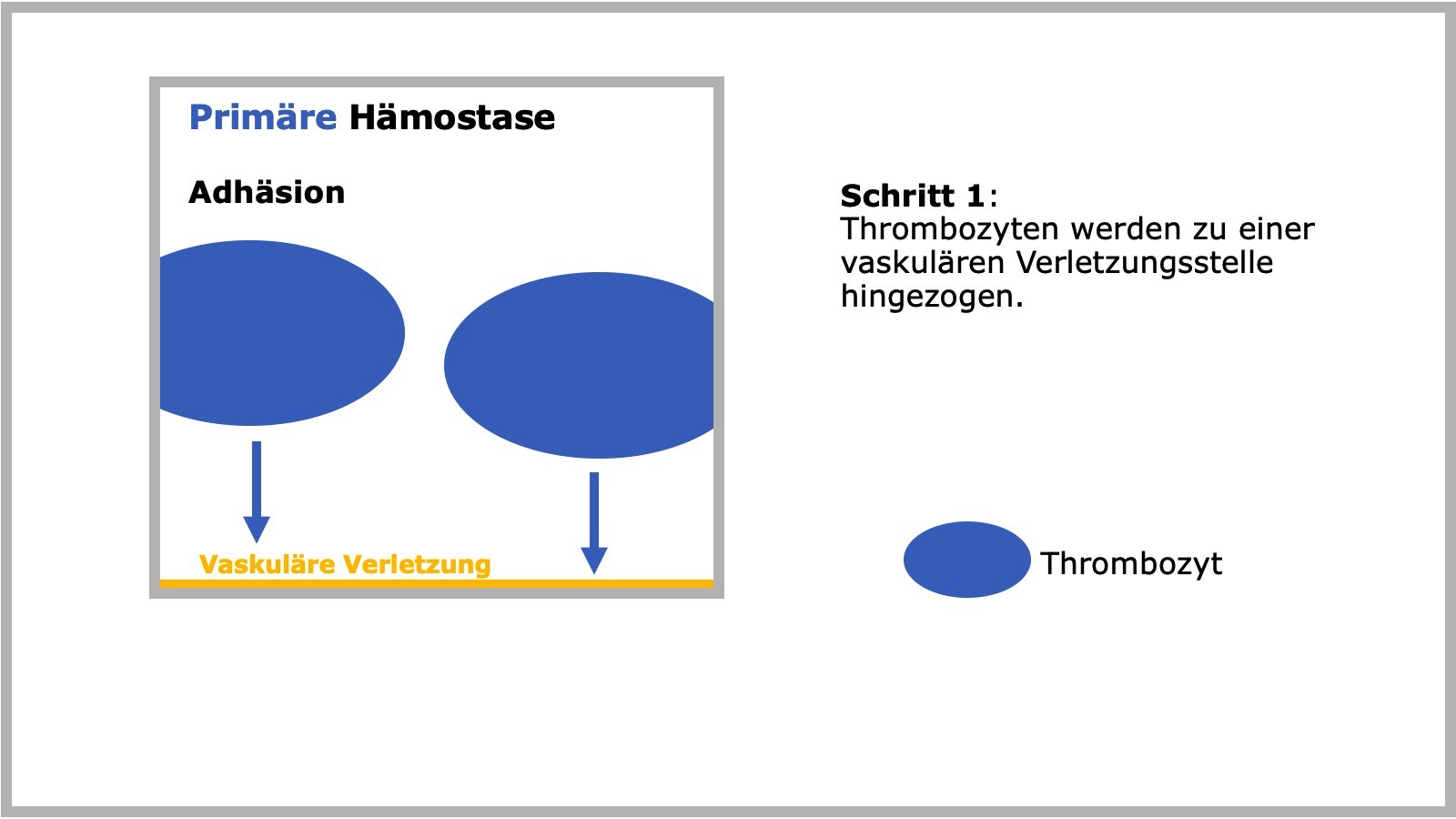 Primäre Hämostase
