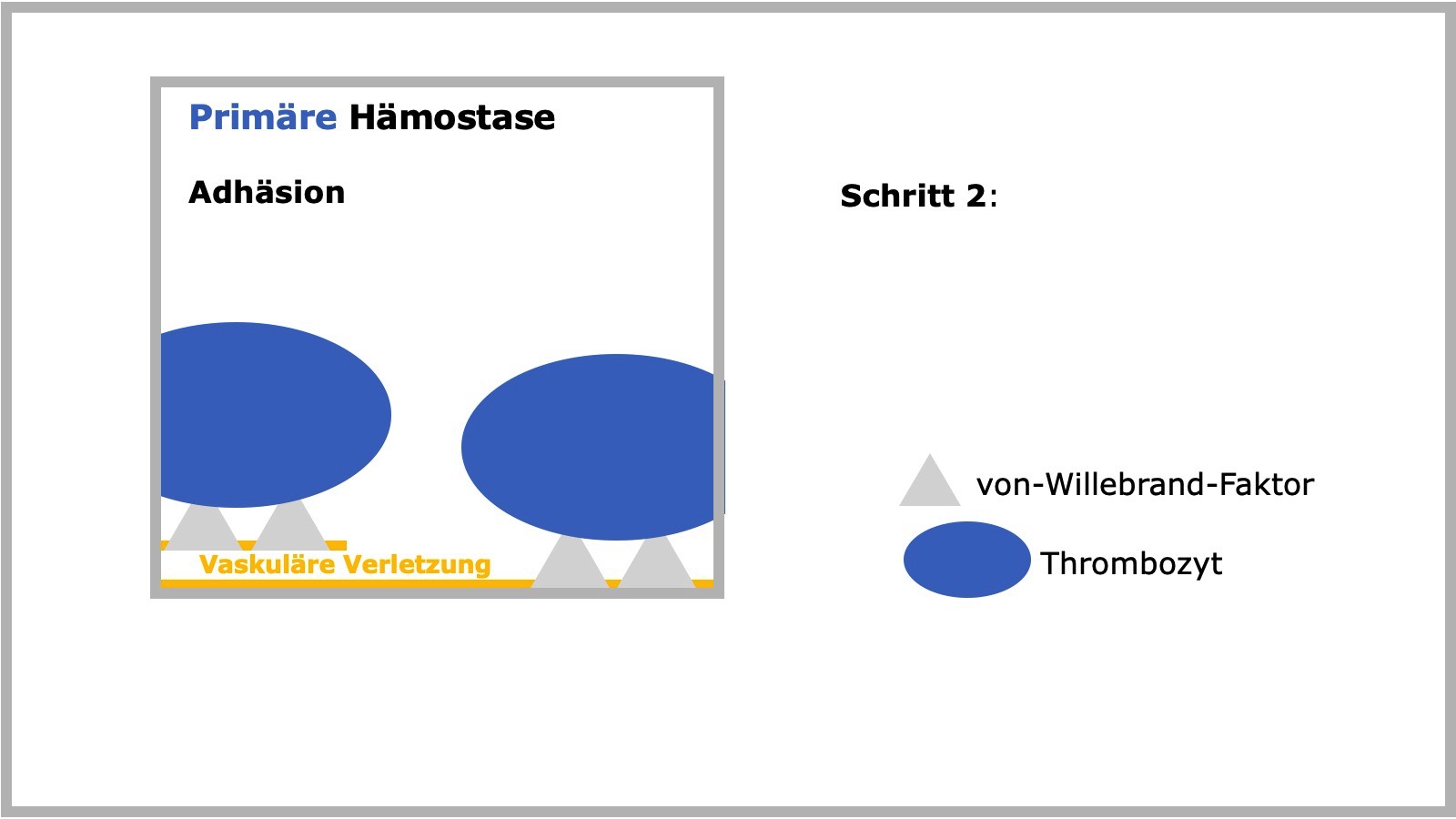 Primäre Hämostase