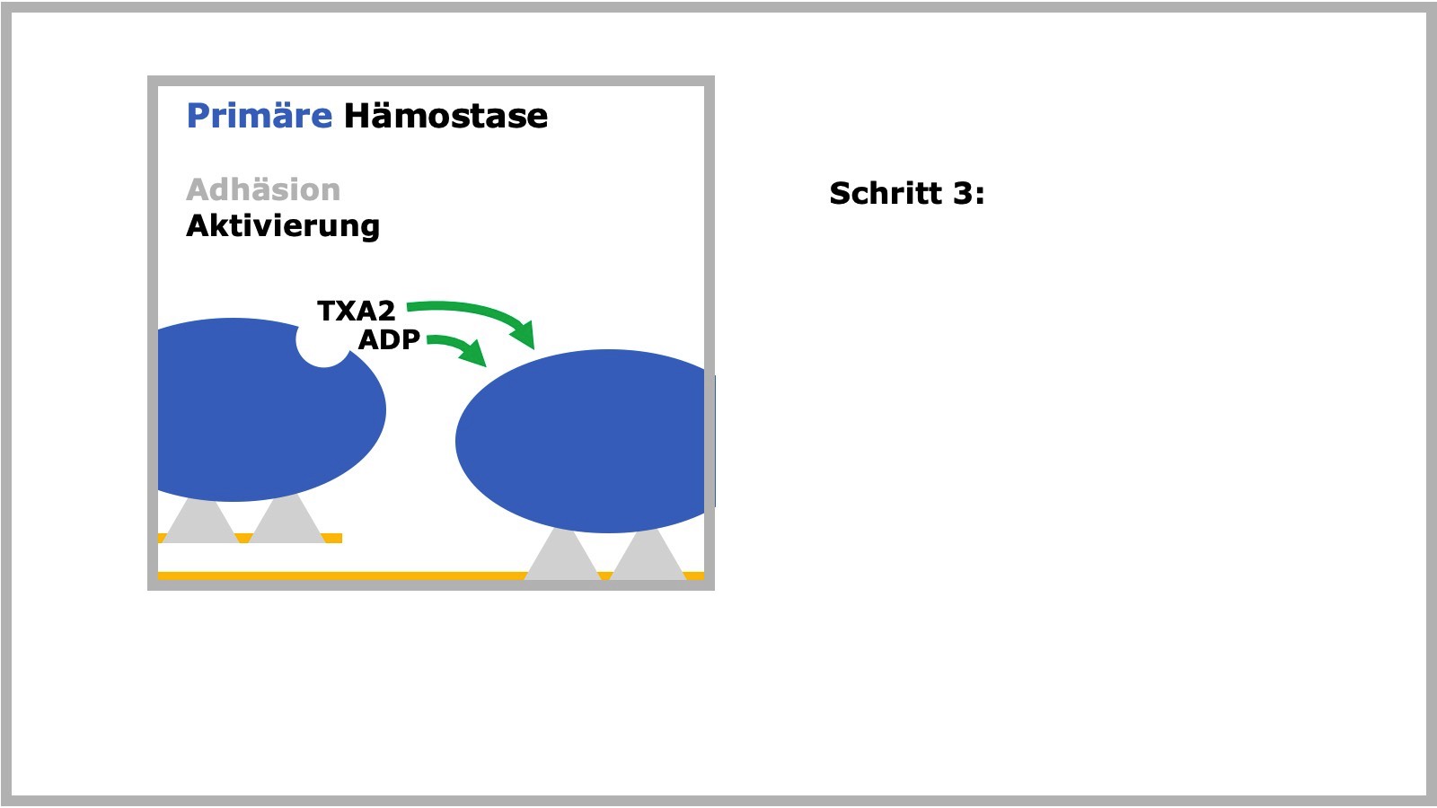 Primäre Hämostase
