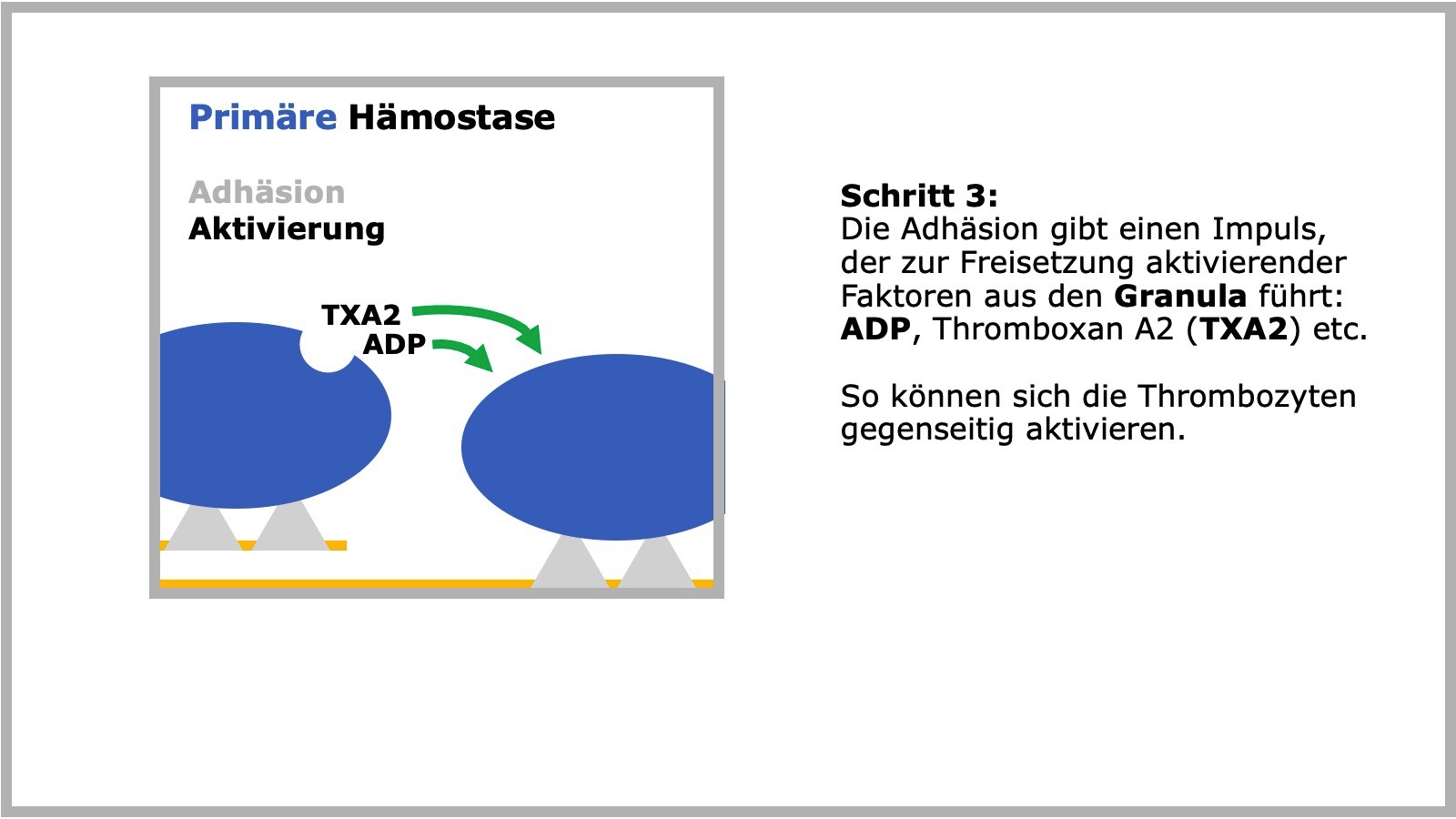 Primäre Hämostase