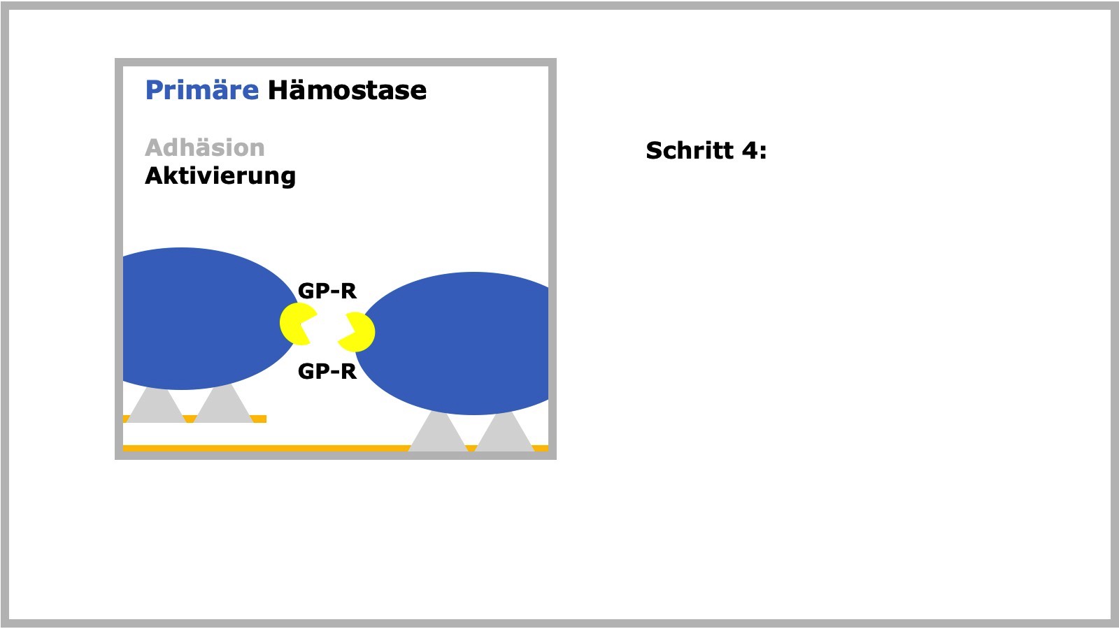 Primäre Hämostase