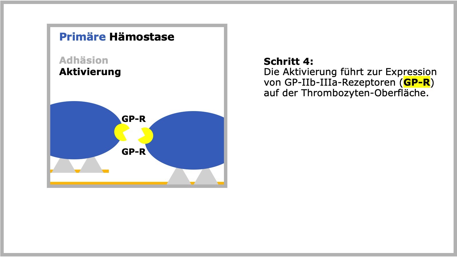 Primäre Hämostase