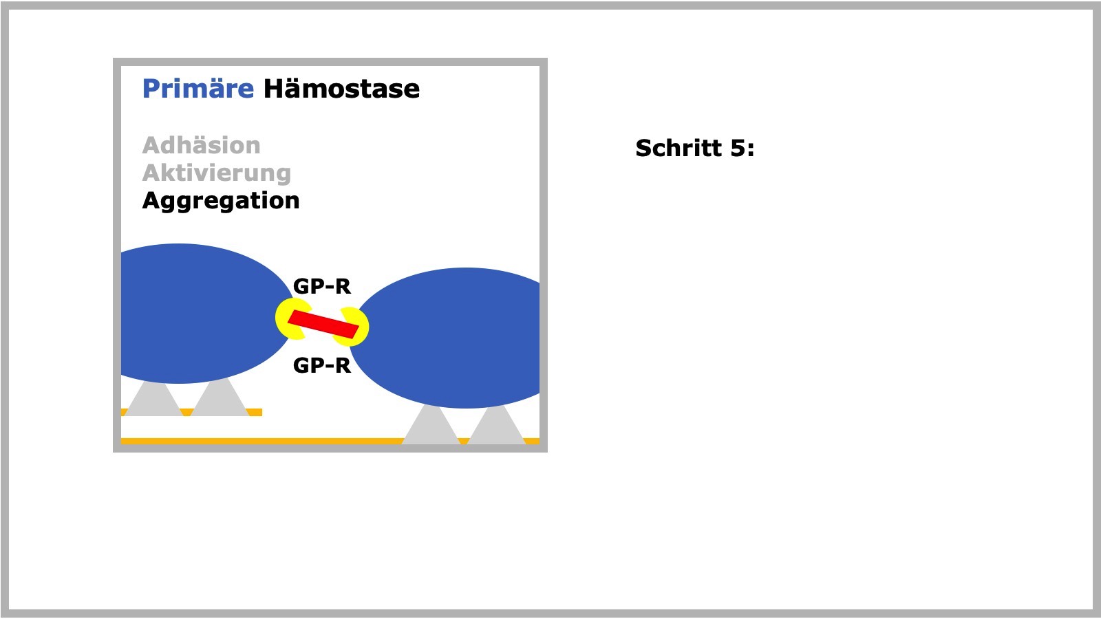 Primäre Hämostase