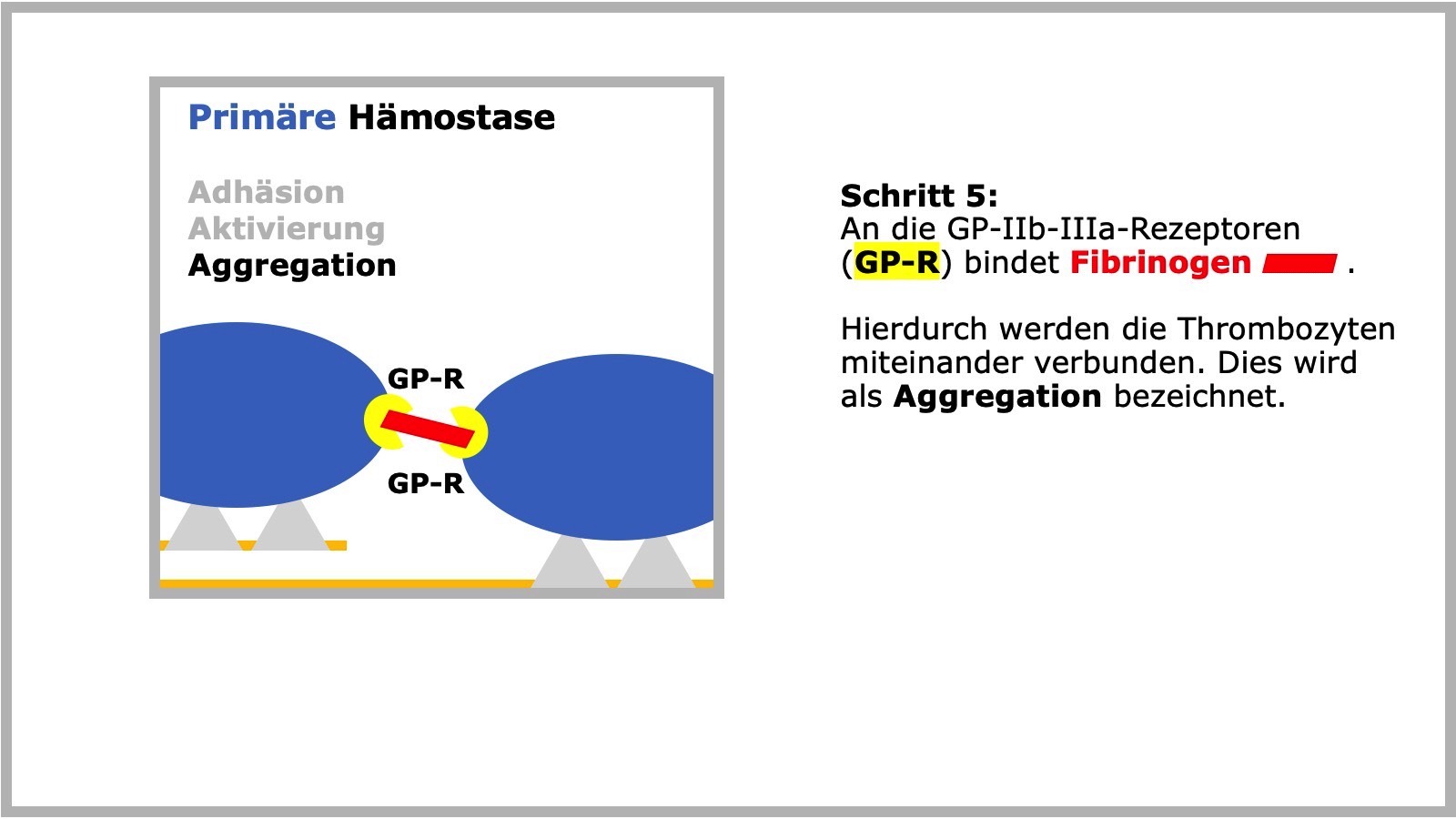 Primäre Hämostase