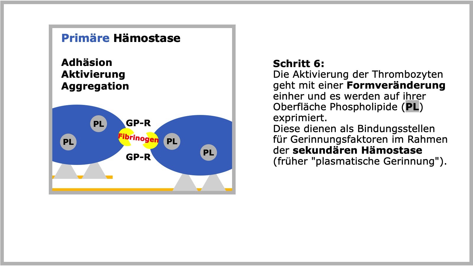 Primäre Hämostase