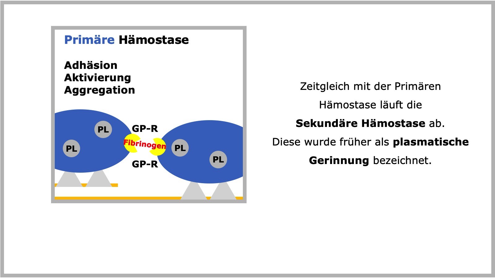 Primäre Hämostase