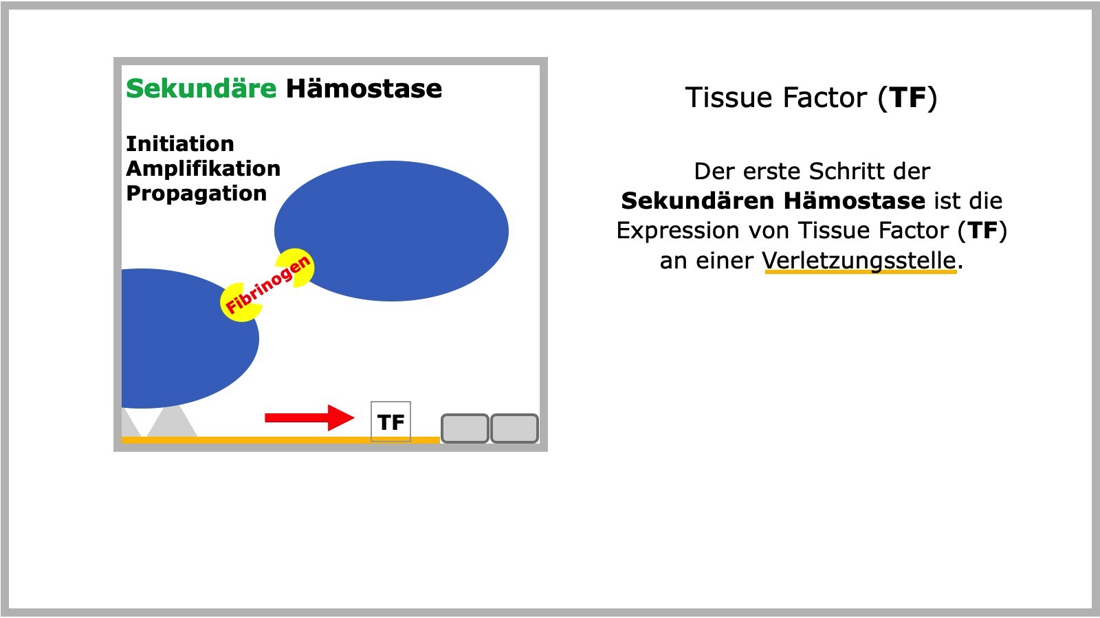 Sekundäre Hämostase