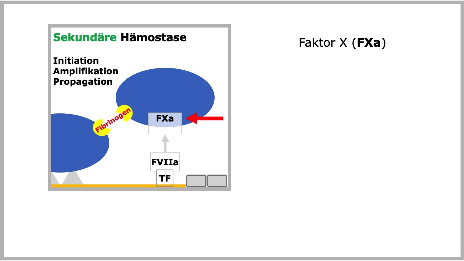 Sekundäre Hämostase