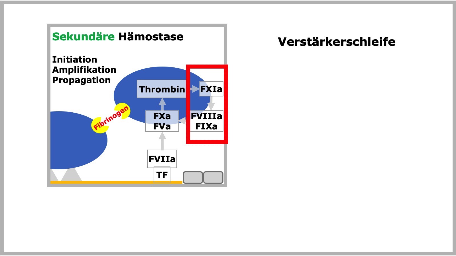 Sekundäre Hämostase