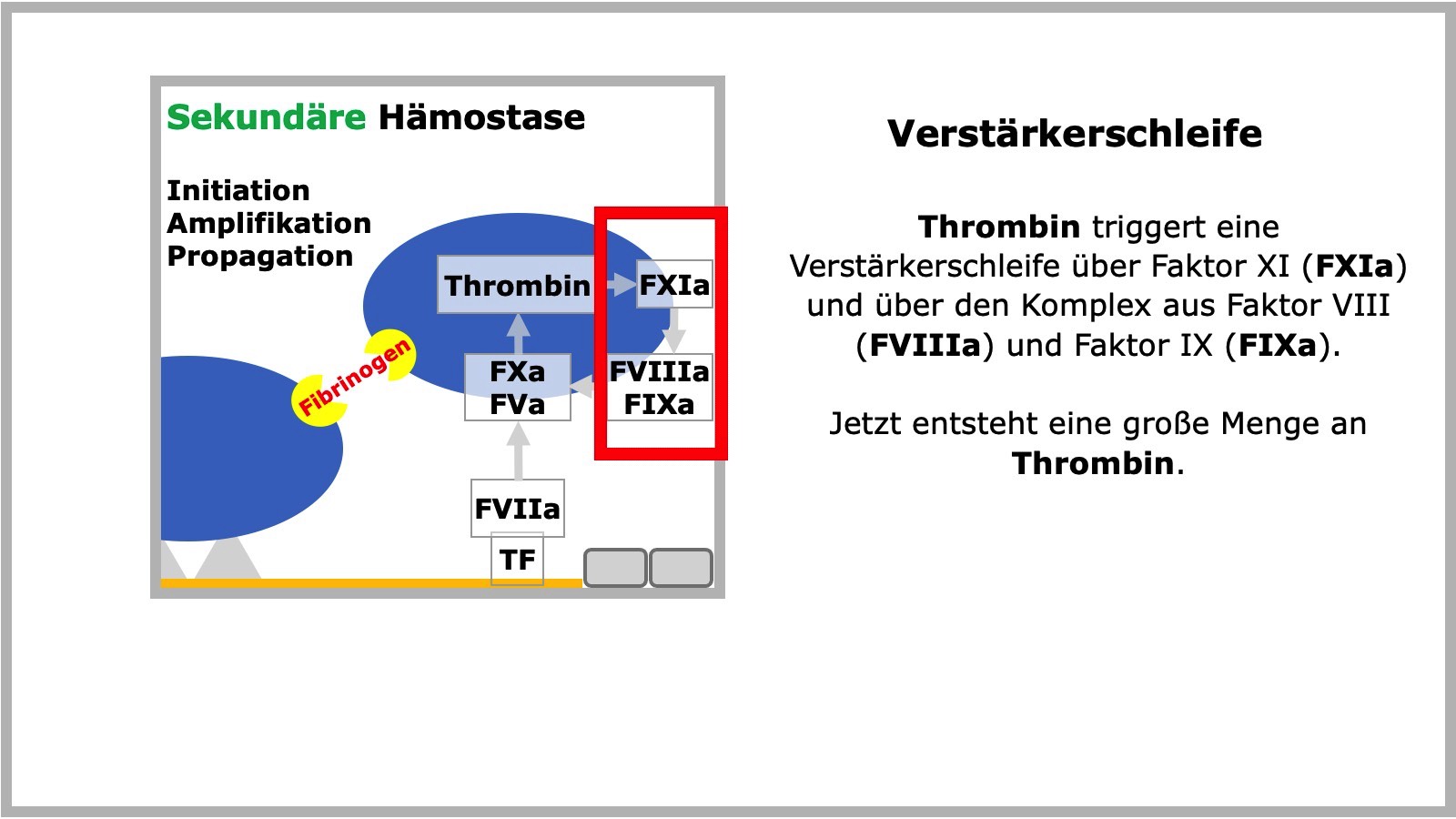 Sekundäre Hämostase