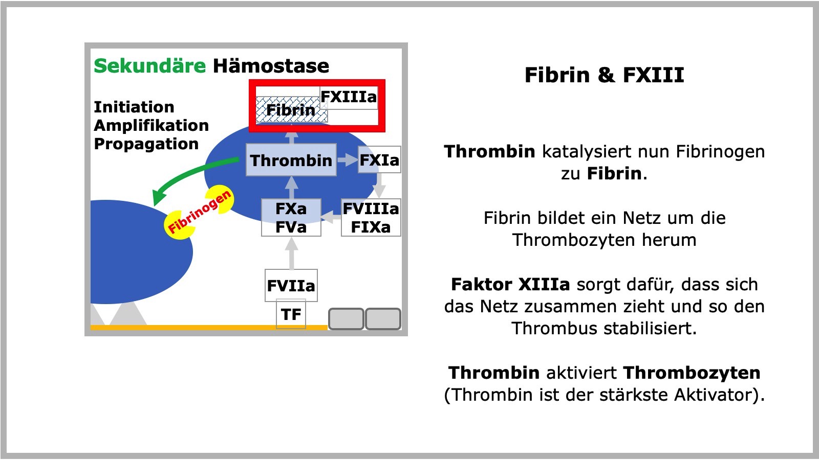 Sekundäre Hämostase