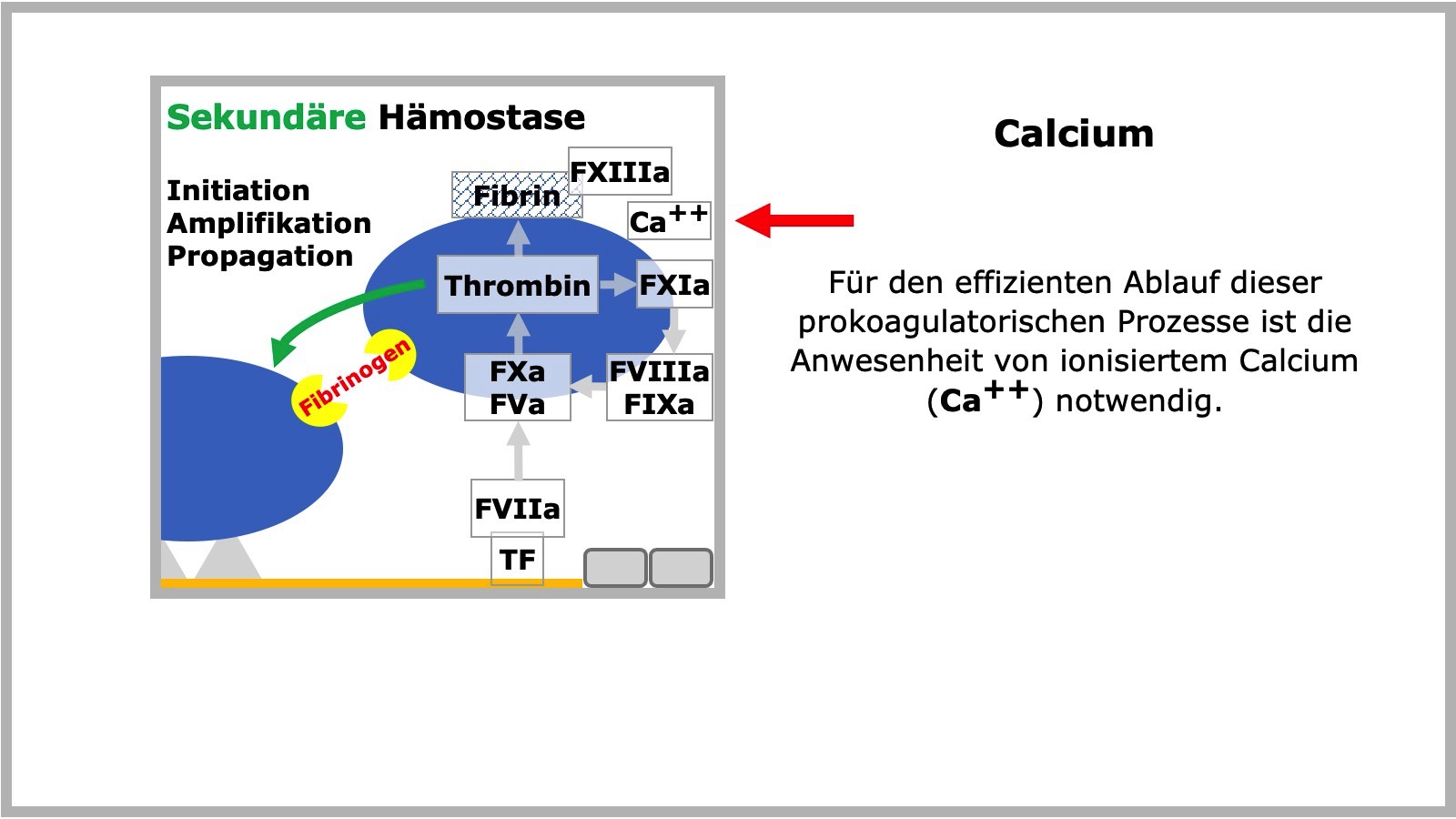 Sekundäre Hämostase