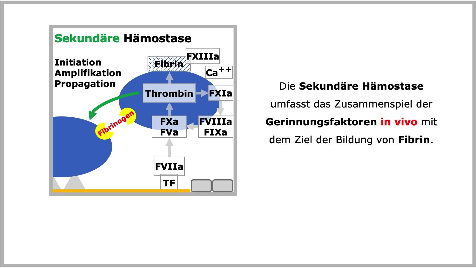 Sekundäre Hämostase