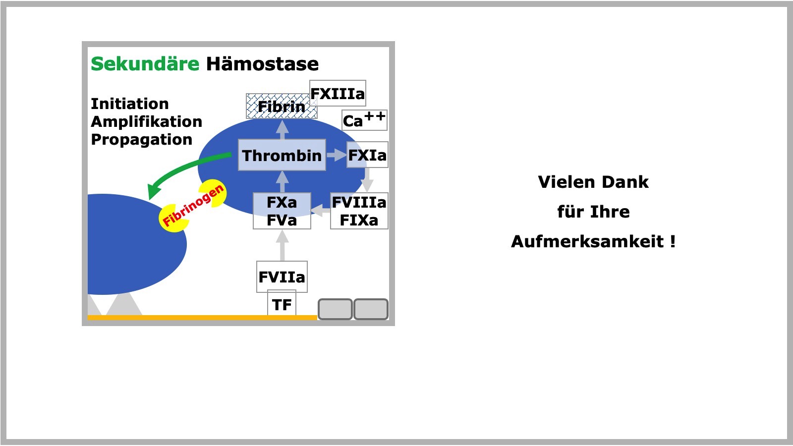 Sekundäre Hämostase