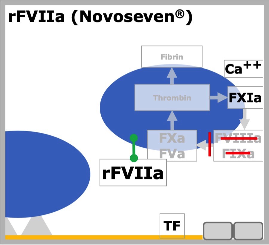 rFVIIa