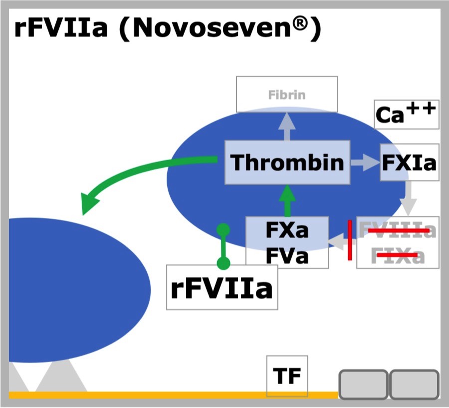 rFVIIa