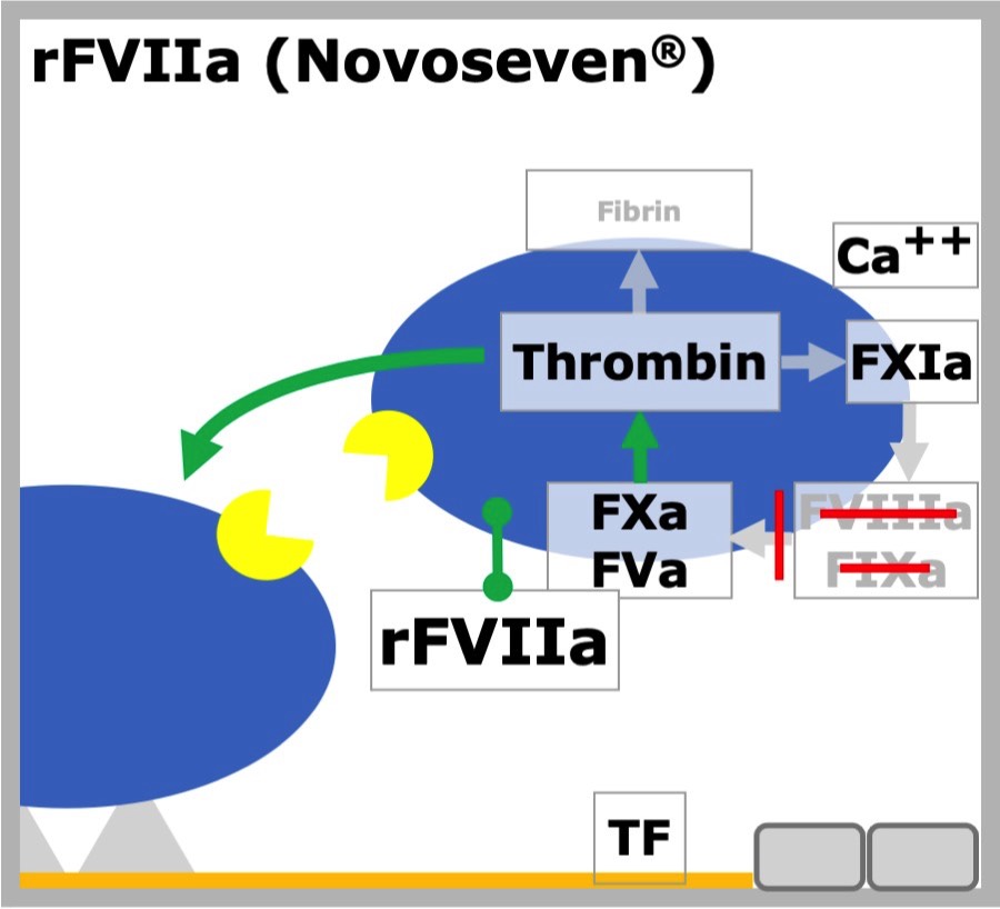 rFVIIa