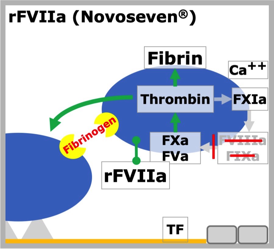 rFVIIa