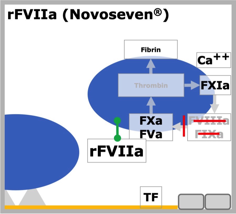 rFVIIa