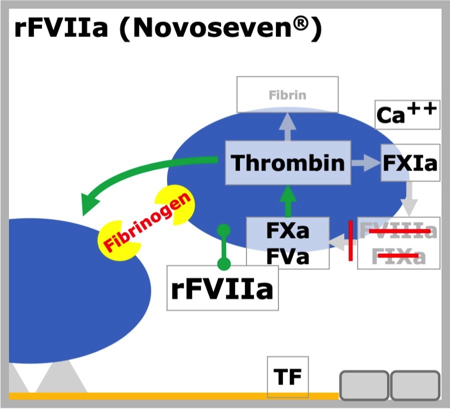 rFVIIa