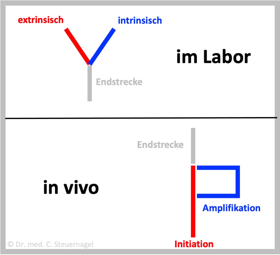 2 Modelle der Bulgerinnung